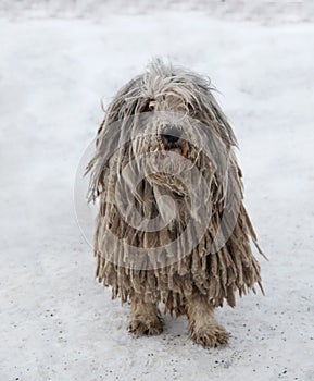 Puli dog with rasta