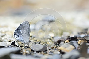 Puli glass small gray butterfly in water