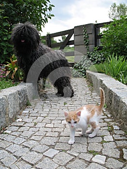 Puli and kitten