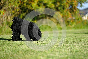 Puli puppy Hungarian dog breed on a green meadow