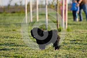 Puli puppy Hungarian dog breed on a green meadow