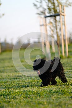 Puli puppy Hungarian dog breed on a green meadow