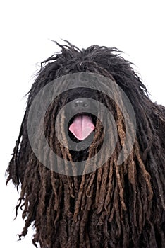 Puli on White Background