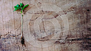 A pull out germination baby plants