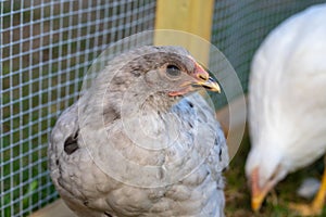 Pullet chicken hen in backyard coop photo