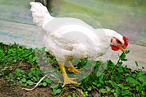 Pullet photo
