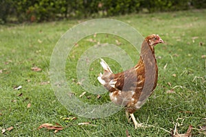 Pullet in the grass