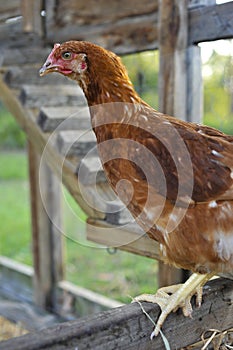 Pullet perching