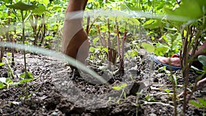 Pulling off weeds and unwanted plants with hands in a garden in Uttarakhand, India