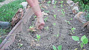 Pulling out weeds in the garden. an elderly woman pulls weeds from the garden, mows the grass. The