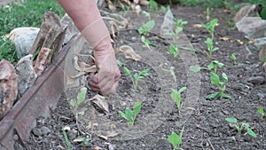 Pulling out weeds in the garden. an elderly woman pulls weeds from the garden, mows the grass. The