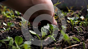 Pulling out weeds from seedlings. Land cultivation. Plant care. Soil cultivation. Gardening. Hands tearing grass close up