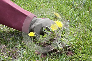 Pulling Up Dandelions