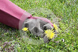 Pulling Weeds photo