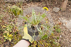 Pulling Weeds