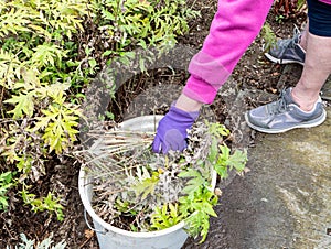 Pulling weeds gardening work in the garden