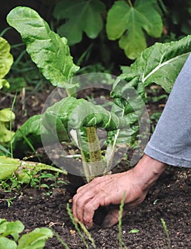 Pulling weeds by hand