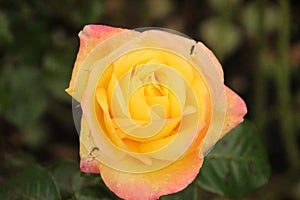 `pullman orient express` rose in rosesarium Boskoop