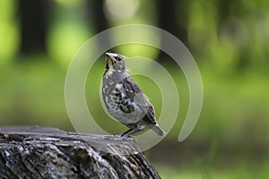 A pullus of the fieldfare Turdus pilaris