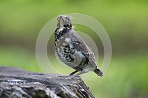 A pullus of the fieldfare Turdus pilaris sitting on the tree stump