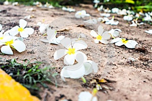 Pulmaria on the floor