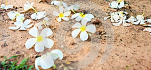 Pulmaria on the floor