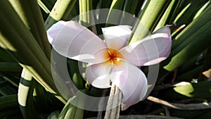 Pulmaria under sun light