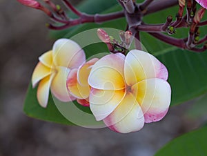 Pulmeria bloom of white yellow and pink
