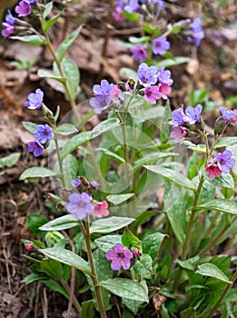 Pulmonaria blooms in different shades of purple in one inflorescence. Vertical crop