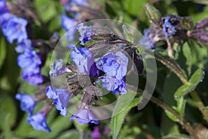 Pulmonaria `Blue Ensign`