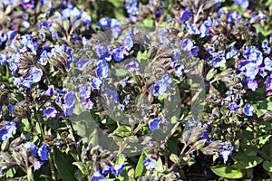 Pulmonaria `Blue Ensign`