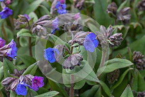 Pulmonaria Blue Ensign