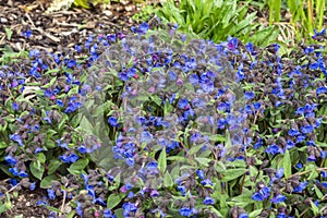 Pulmonaria `Blue Ensign`