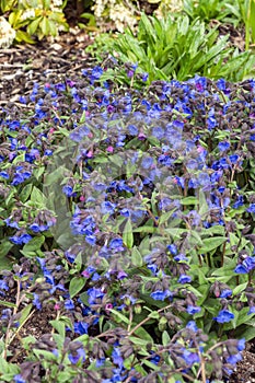 Pulmonaria `Blue Ensign`