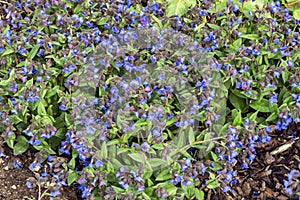 Pulmonaria `Blue Ensign`