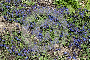 Pulmonaria `Blue Ensign`