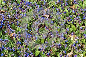 Pulmonaria \'Blue Ensign