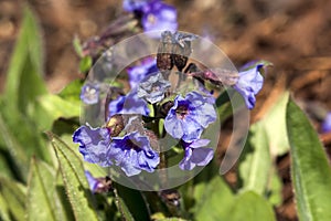 Pulmonaria `Blue Ensign` photo