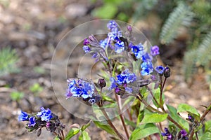 Pulmonaria dacica species Blue Ensign