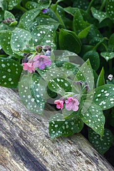 Pulmonaria in garden.