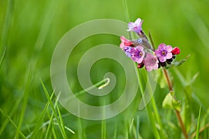 Pulmonaria longiflora
