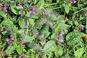 Pulmonaria or lungwort in flower.
