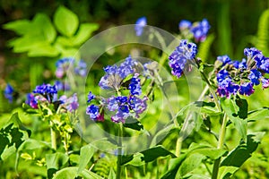 Pulmonaria or Lungwort with Pink and Blue Flowers macro on bokeh background, selective focus, shallow DOF