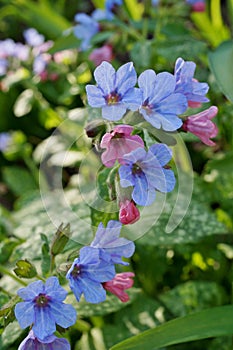 Pulmonaria (lungwort) purple flowers