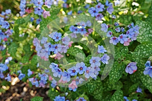 Pulmonaria (lungwort) purple flowers