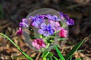 Pulmonaria mollis, arrangement of blooming flowers in sunny spring day. Focus on foreground.