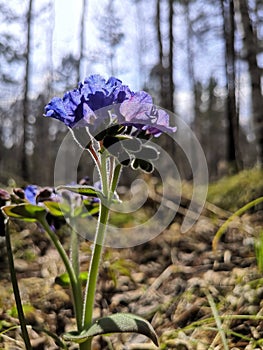 Pulmonaria Mollis. hyacintho flores Lungwort Mollis.Pulmonary medicine, Pulmonaria officinalis