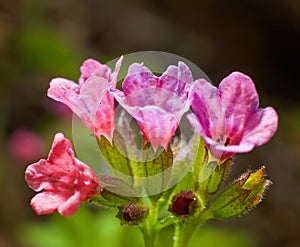 Pulmonaria obscura