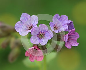 Pulmonaria obscura