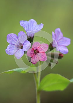 Pulmonaria obscura